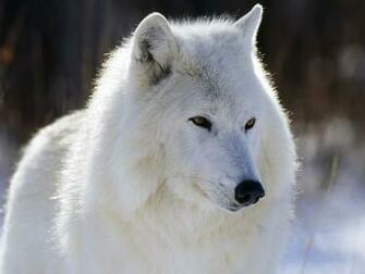 Maprox HD Wild Animals Wallpaper