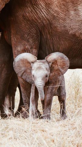 Elephant Pictures HD Image Stock Photos On