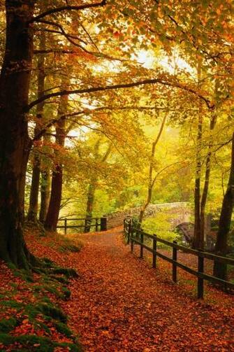 Gold Autumn iPhone HD Wallpaper