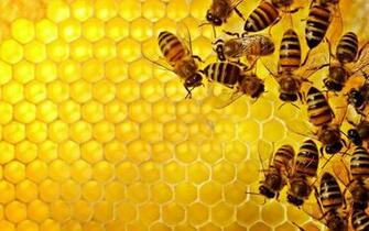 Bees On Hive HD Wallpaper Byherbs