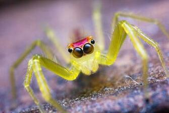 Insects Macro Photography Wallpaper