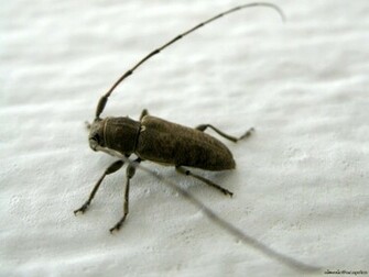 HD Animal Wallpaper Bugs