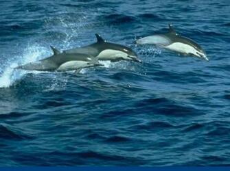 Wallpaper Animal Desktop Dolphin Swimming