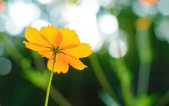 Cosmos Flower Wallpaper