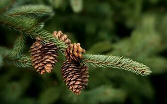 Wonderful HD Pine Cone Wallpaper HDwallsource