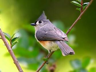 Birds HD Wildlife Photography No Desktop Wallpaper