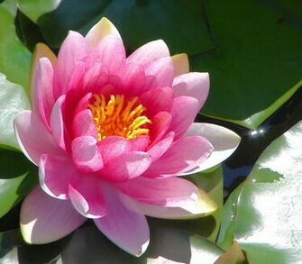 Water Lily Wallpaper Flower
