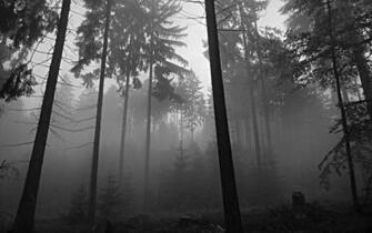 Forest Trees Grayscale Wallpaper Black And White