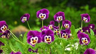 Flowers HD Wallpaper For