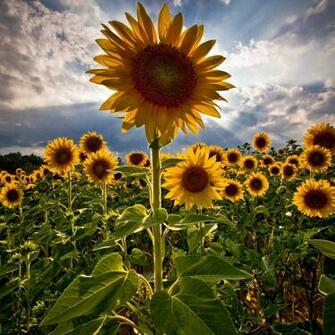 Sunflower Patch Wallpaper Screensavers