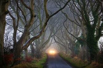The Dark Hedges Of Ireland Pics I Like To Waste My Time