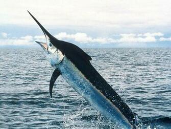 Swordfish Wallpaper