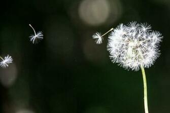 Flying Dandelion HD Wallpaper Flowers