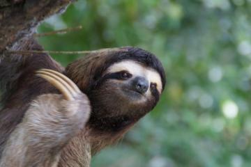 Toed Sloth Brown Throated HD Wallpaper Jpg