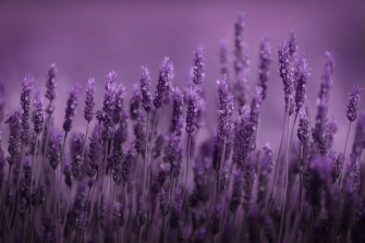 Lavender Desktop Wallpaper On