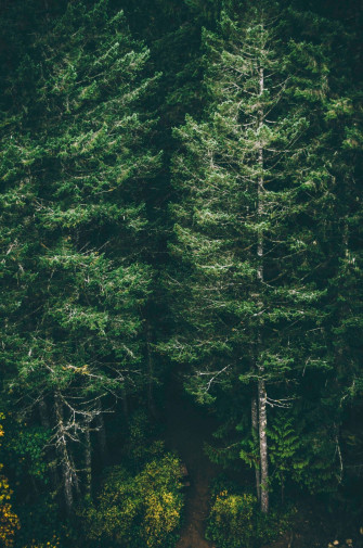 Forest iPhone Wallpaper On