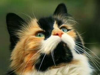 Best Desktop HD Wallpaper Cat