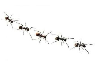 Ant White Background Image Awb