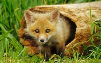 Descargar Fondos De Pantalla Zorro Fox HD Widescreen Gratis Imagenes
