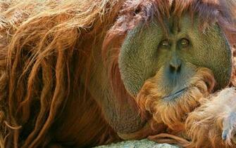 Orangutan HD Desktop Wallpaper 7wallpaper Net