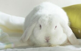 White Bunny Desktop HD Wallpaper High Quality