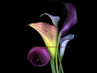 Beautiful Wallpaper Calla Lily Flowers