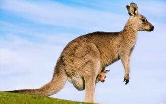 Kangaroo Wallpaper Pictures Image