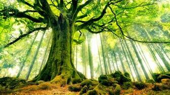 Beautiful Strange Tree X