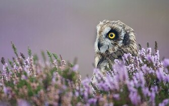 Owl Wallpaper Background