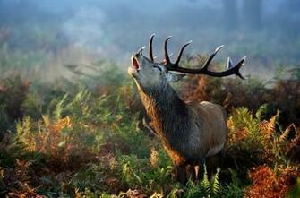 Related Wallpaper From Wild Deer