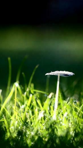 In Green Grass iPhone Wallpaper
