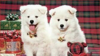 Beautiful Wallpaper For Desktop HD Puppies Dogs