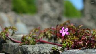 Small Pink Flower Wallpaper