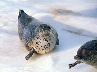 Sea Lion Wallpaper