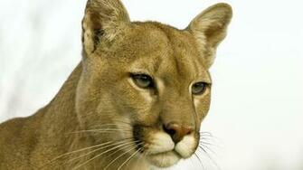 Cougar Wallpaper