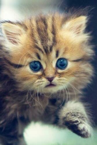 Cute Funny Kitten Mobile Wallpaper Kittens