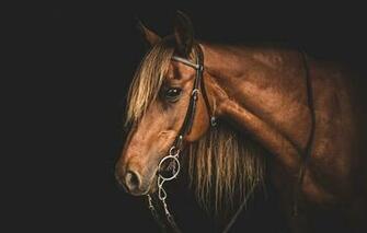 Wallpaper Horse Face Background Animals