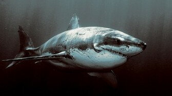 The Great White Wallpaper