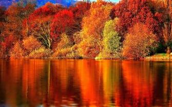 Autumn Forest Wallpaper For Desktop Net