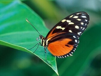 Butterflies Wallpaper HD Butterfly
