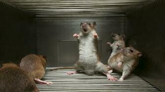 Rats Wallpaper Fun Animals Wiki Videos Pictures Stories