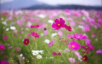 Fonds D Cran Fleurs Multicolores MaximumwallHD