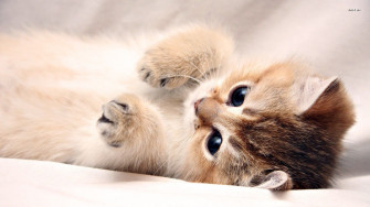 Beautiful Kitten Wallpaper On
