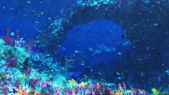 Sea Life Computer Wallpaper Desktop Background