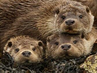 National Geographic Wallpaper River Otters Shetland Islands