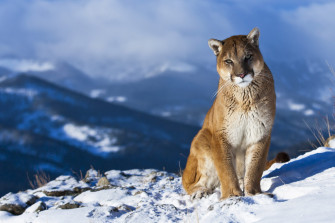My Wild Animals Safari Animal HD Wallpaper Mystart