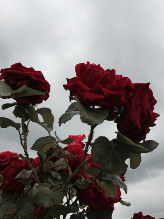 Rose Aesthetic Wallpaper