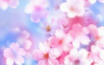Cherry Blossom Desktop Background