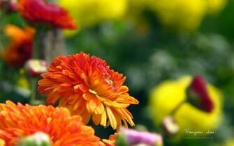 Flower Wallpaper Windows Xp Desktop