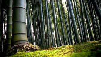 Big Bamboo Forest Wallpaper MixHD